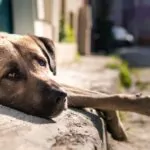 Indignación en Santiago por muerte de más de 25 perros presuntamente envenenados