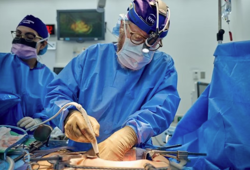 Avance en el trasplante de órganos de cerdo en humanos: aprueban el primer ensayo clínico en EEUU