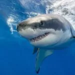 Muere adolescente de 17 tras ataque de un tiburón en Australia 