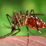 RD asegura control del riesgo de fiebre amarilla pese a brote en Colombia