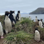 Pingüinos en peligro: advierten por una especie vulnerable en Sudamérica