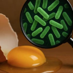 Zoonosis: enfermedades silenciosas que están cambiando el equilibrio entre humanos y animales