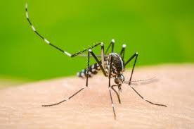 RD registra 473 casos sospechosos de dengue