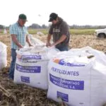 Chile desarrolla un arroz resistente capaz de adaptarse al cambio climático
