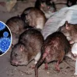 50% de los casos de leptospirosis en RD corresponde a nacionales haitianos