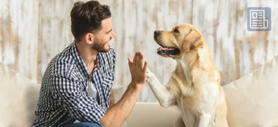 Dueños de mascotas en una ciudad de EE.UU. podrían perder sus perros y gatos por una nueva ley  