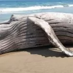 Ballena jorobada muere varada en playa de Guerrero con redes de pesca enredadas