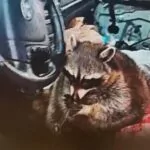 Paran un auto y hallan a un mapache con una pipa de metanfetamina