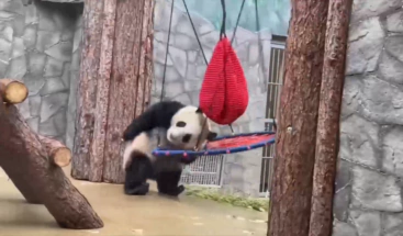 ’Kung Fu Panda' de Moscú en acción