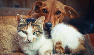 ¿Por qué los gatos viven más que los perros?