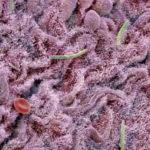 Cómo el cerebro puede cambiar el microbioma intestinal en dos horas