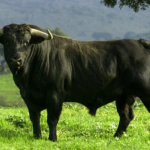 Retiran denuncia contra implicados en supuesto robo de 20 toros en Santiago