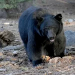 Mueren un hombre y su perro por ataque de oso en Florida