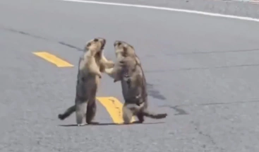 Duelo de marmotas 'luchadoras' bloquea el tráfico en China