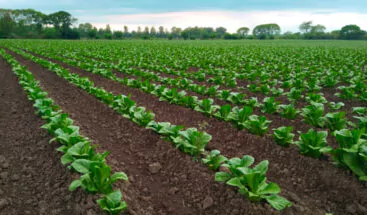 República Dominicana produce 330 mil quintales de tabaco al año, según Intabaco