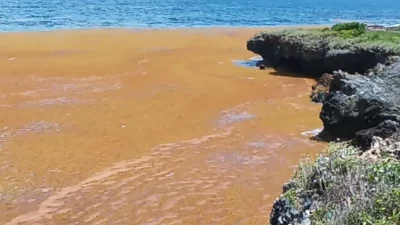 Gran afluencia de sargazo impacta costas de la península de Samaná