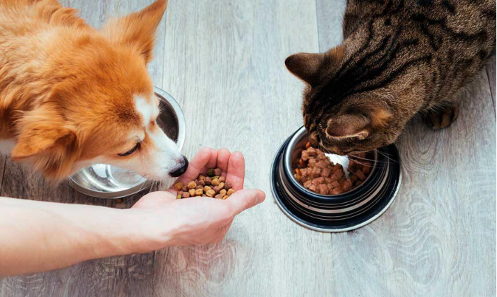 Mascotas comiendo. Foto/fuente externa.